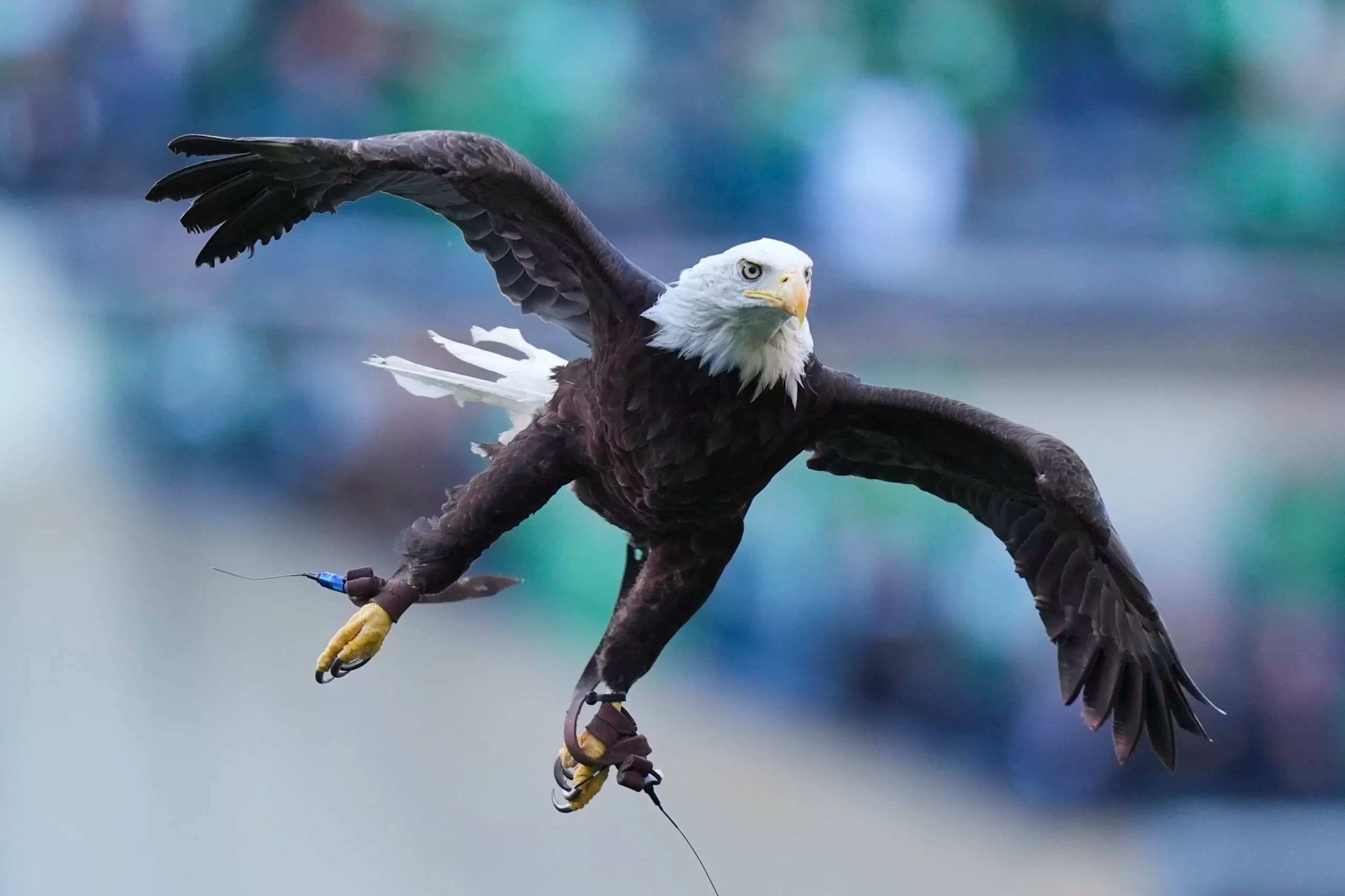 The US could finally make the bald eagle its national bird after centuries of confusion
