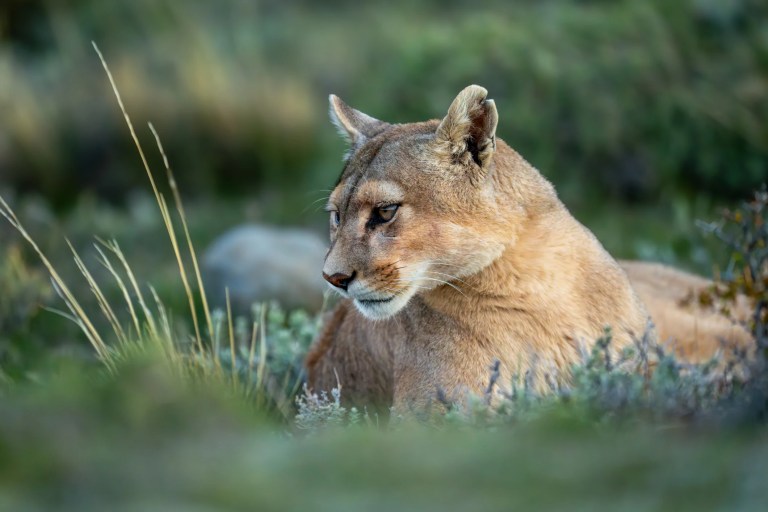 Wildlife sanctuary in quarantine after bird flu kills 20 big cats