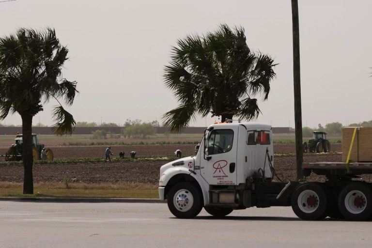 Workers harvest a field located along the U.S.-Mexico border as a passing truck heads to the Pharr International Bridge, Tuesday, March 4, 2025, in Pharr, Texas.