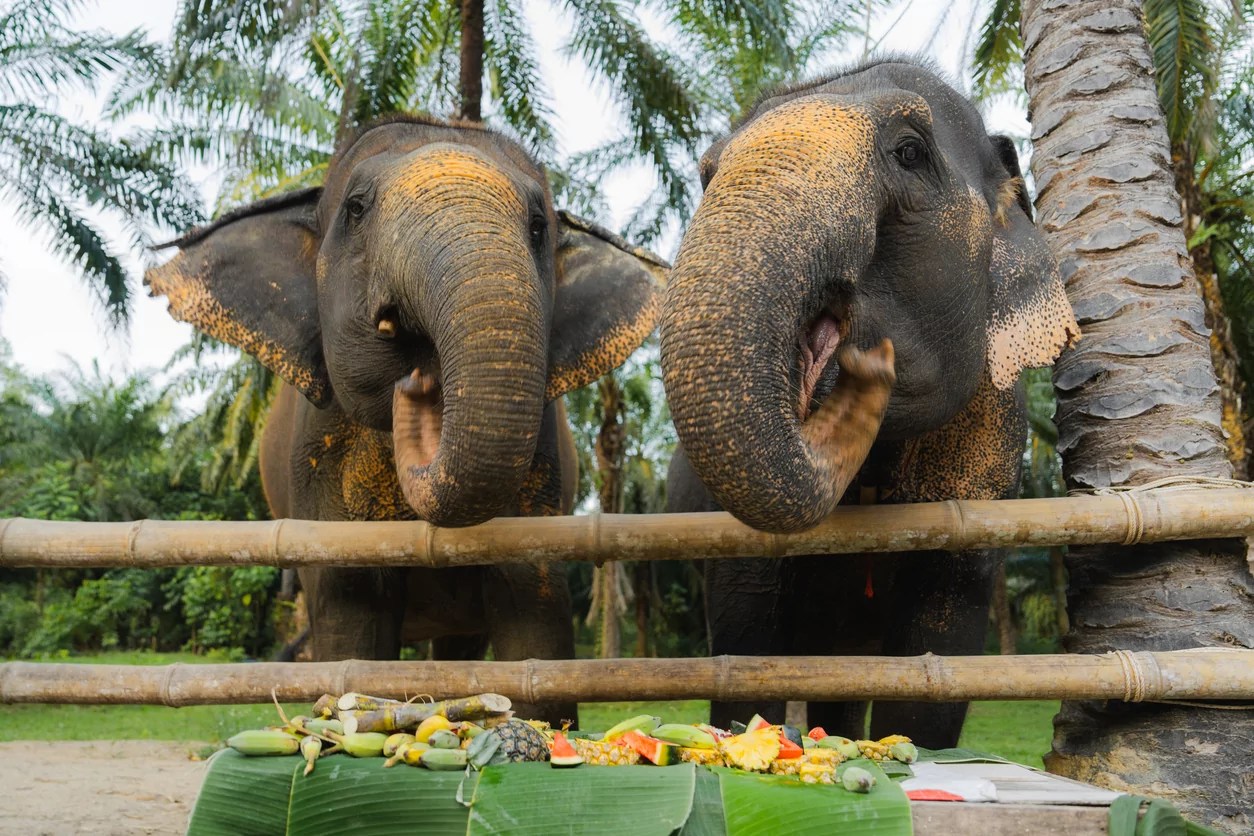 Colorado Supreme Court rules elephants aren’t humans with denial of habeas corpus claim