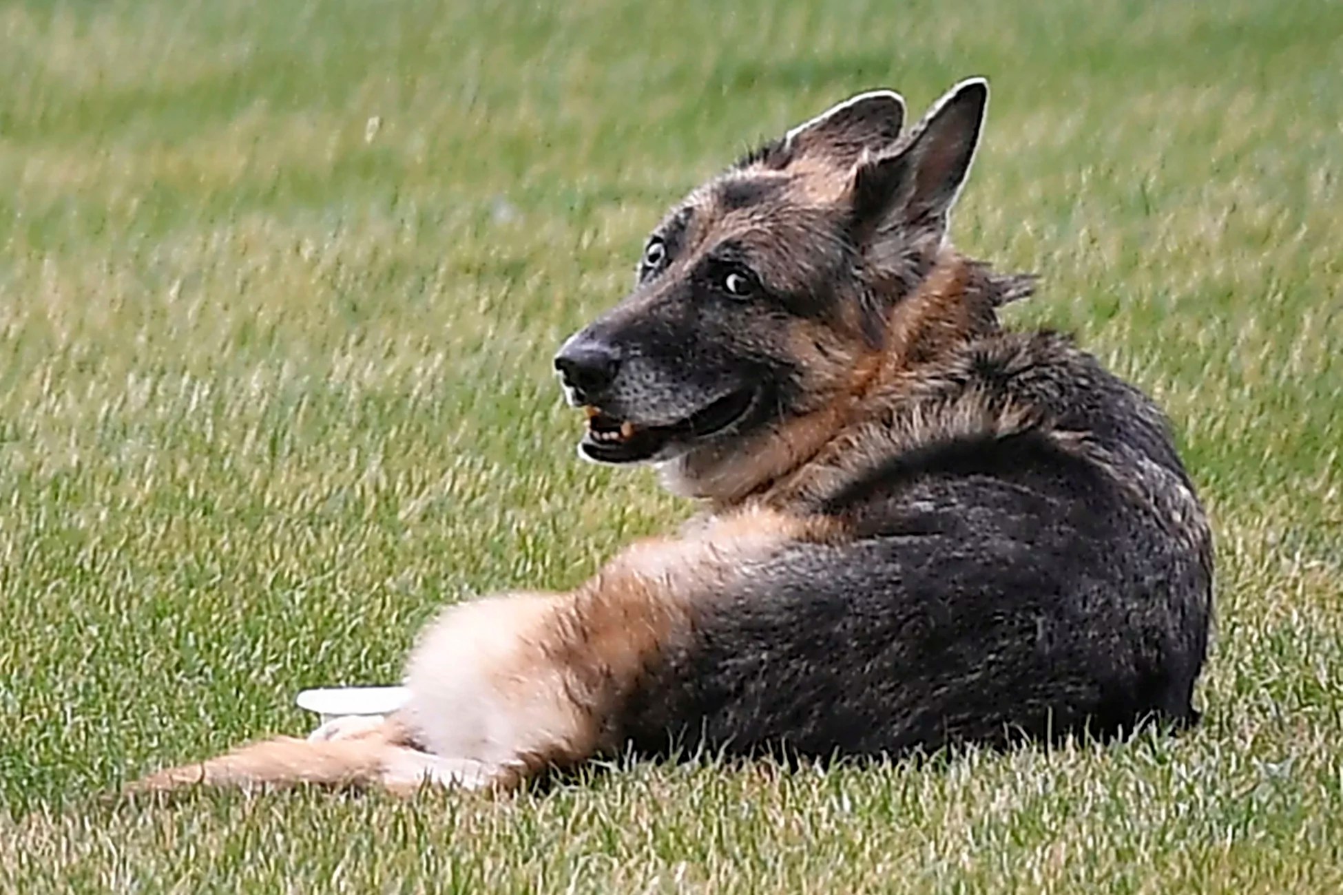 Third Biden dog attacked agents while vice president: Secret Service