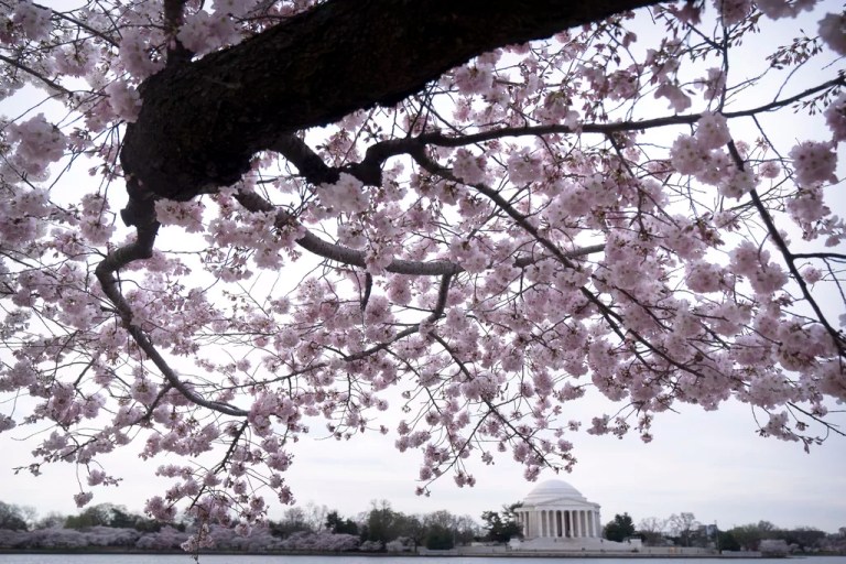 FILE - The Jefferson Memorial is seen amid cherry blossoms along the Tidal Basin in Washington, March 18, 2024, in Washington.