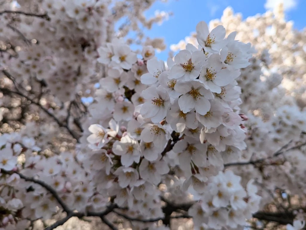 Cherry Blossom tree flowers in full bloom