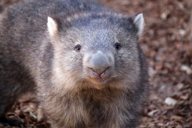 Otto, a Tasmanian wombat, waddles around the Albuquerque BioPark Zoo's newest exhibit in Albuquerque, N.M., on Thursday, Dec. 9, 2010.