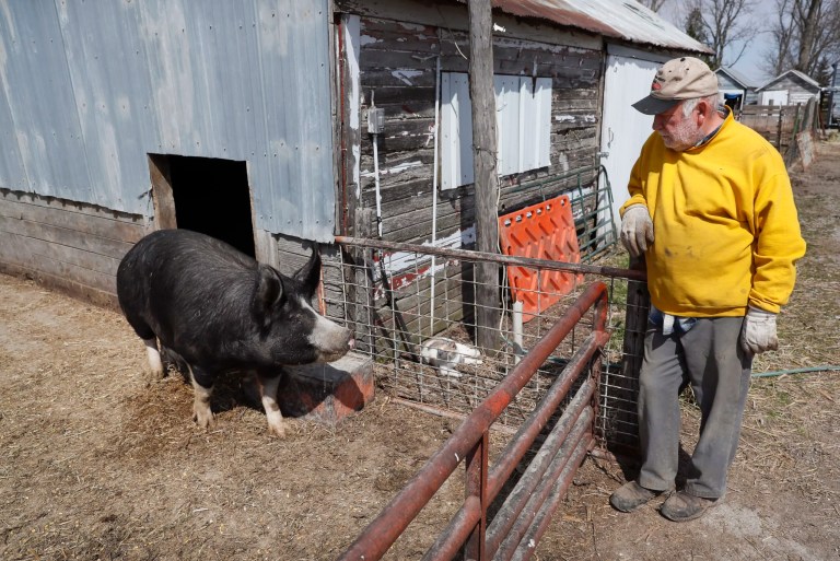 Chris Petersen looks at a Berkshire hog in a pen on his farm on April 17, 2020, near Clear Lake, Iowa. COVID-19 has created problems for all meat producers, but pork farmers have been hit especially hard. The federal government announced Tuesday, Oct. 18, 2022, a program that will provide $1.3 billion in debt relief for about 36,000 farmers who have fallen behind on loan payments or face foreclosure.