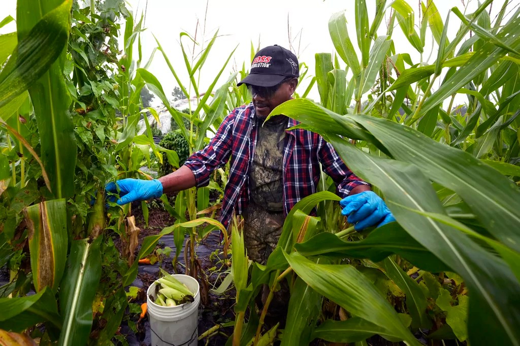 Trump will ‘work with farmers’ to return deported migrants legally