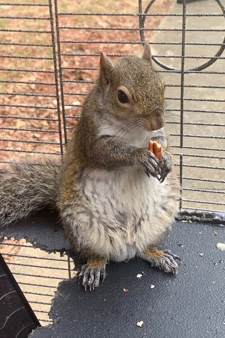 NY planned to decapitate ‘Peanut’ even before the ‘squirrel raid’