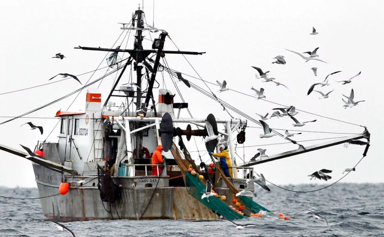 Gulls follow a shrimp fishing boat as crewmen haul in their catch in the Gulf of Maine, Jan. 6, 2012.