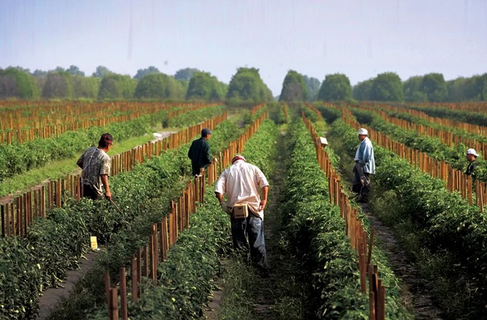 Past is prologue: Immigrant crackdowns lead to labor shortages