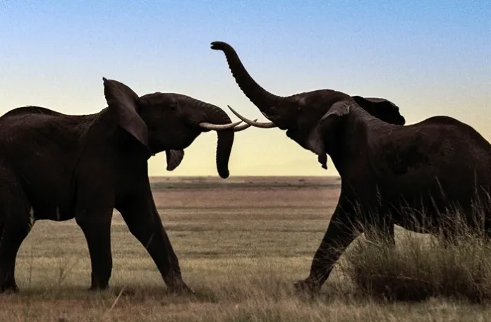 Kamala Harris and the San Diego elephants