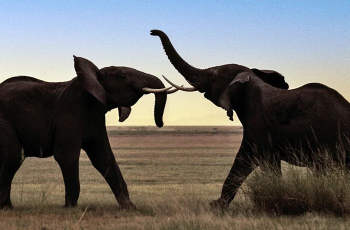 Kamala Harris and the San Diego elephants