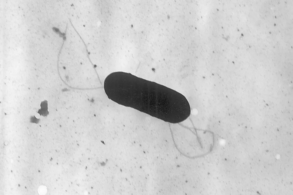 At least 10 people sickened in US listeria outbreak linked to prepared foods