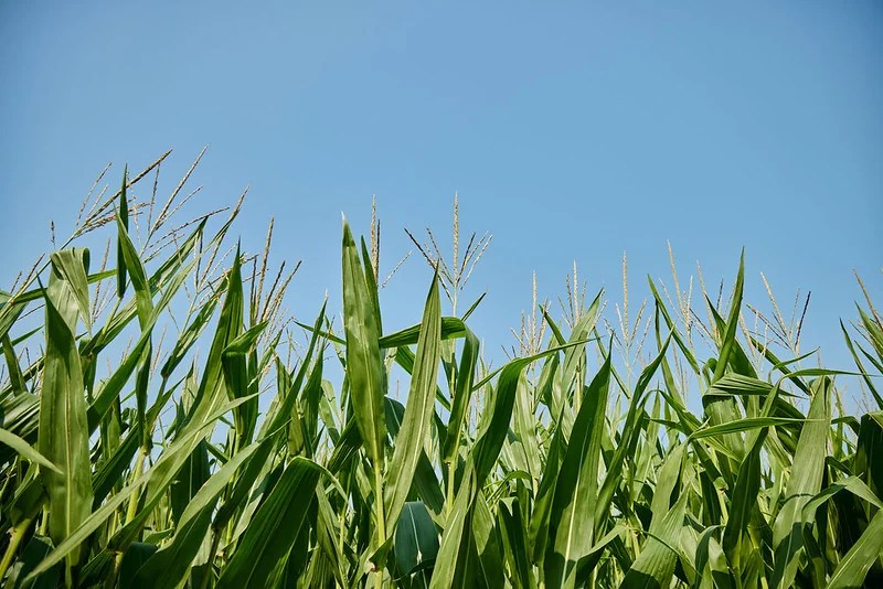 Corn — the balanced story behind America’s crop 