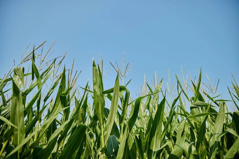 National Corn Gowers