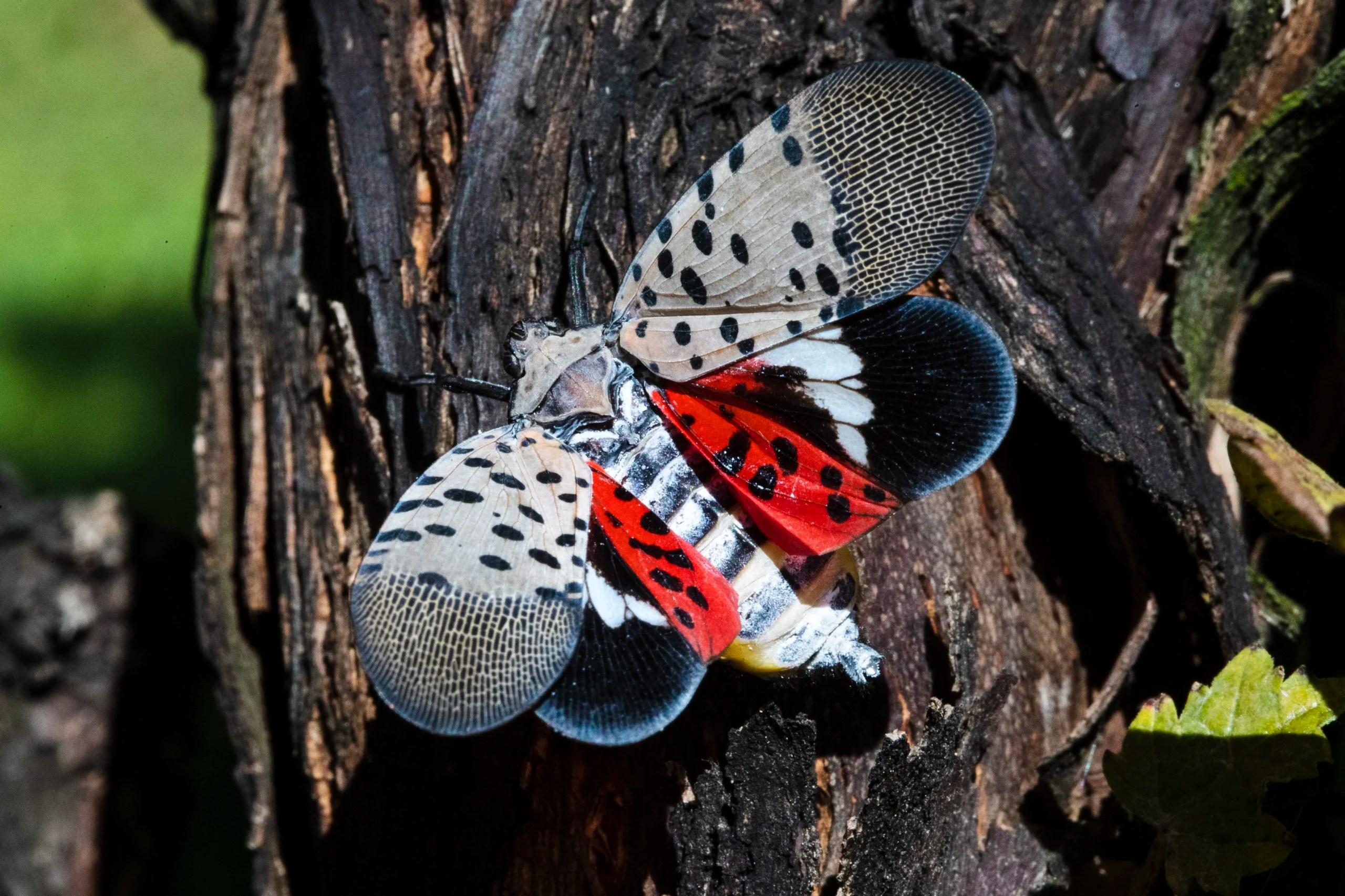 New China pest on a Shermanesque march through US vineyards
