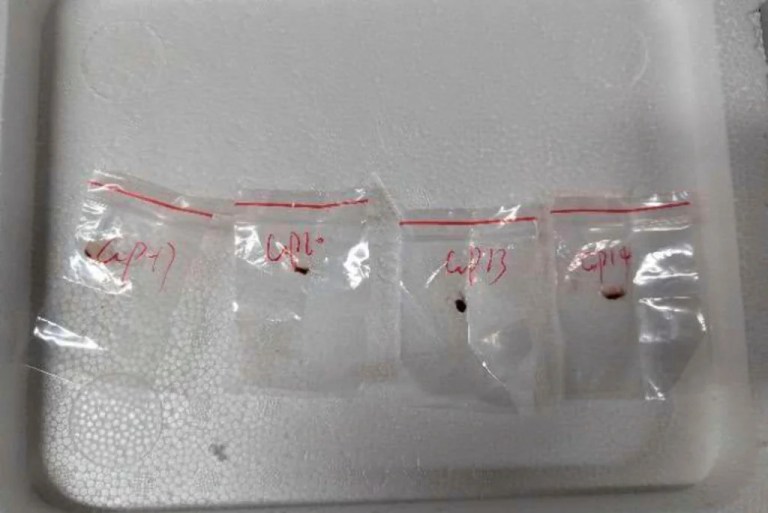 ‘Agroterrorism’ fungus was first smuggled into US in 2022 inside Chinese national’s boots