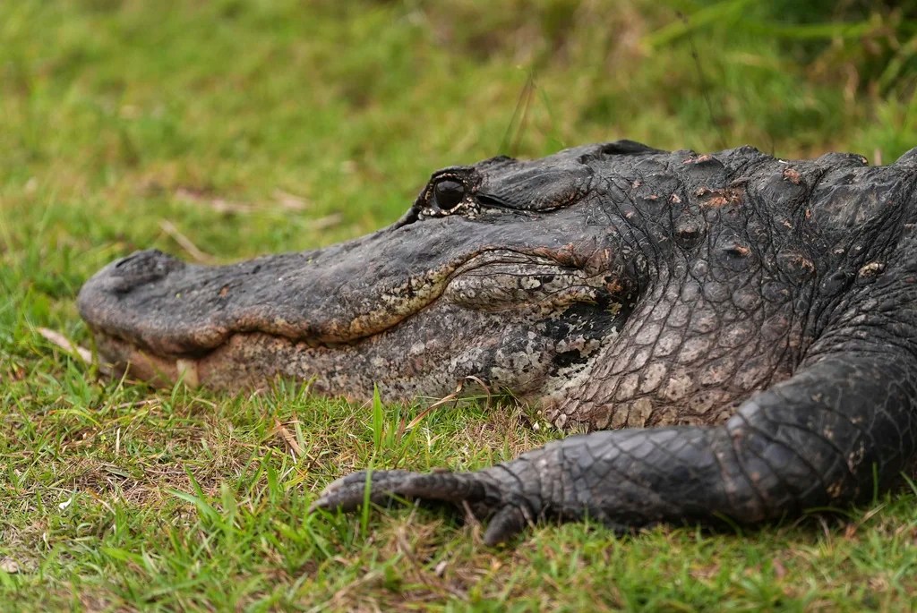 Florida proposes large immigrant detention center in the Everglades dubbed ‘Alligator Alcatraz’