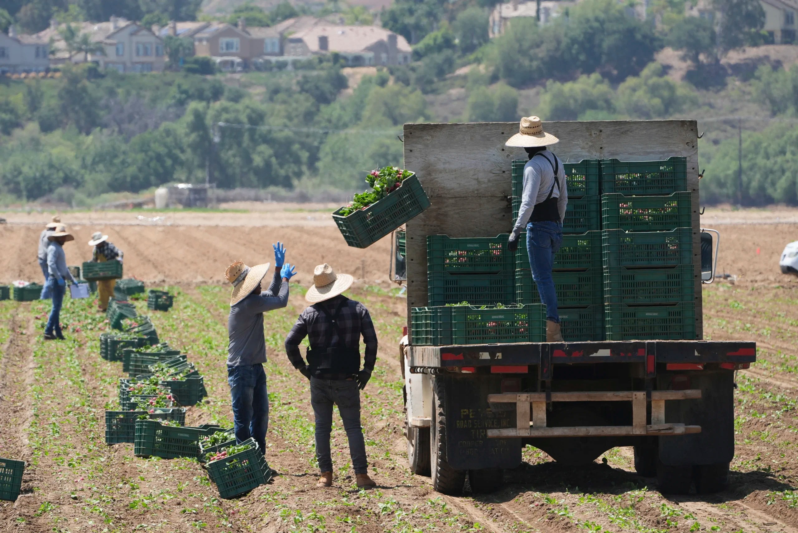 DHS tells ICE to target farm and hotel workers again: Report