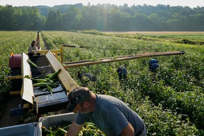 Migrant farmworkers pick sweet corn in a field, Friday, July 7, 2023, at a farm in Waverly, Ohio. As the Earth this week set and repeatedly broke unofficial records for average global heat, it served as a reminder of a danger that climate change is making steadily worse for farmworkers and others who labor outside.