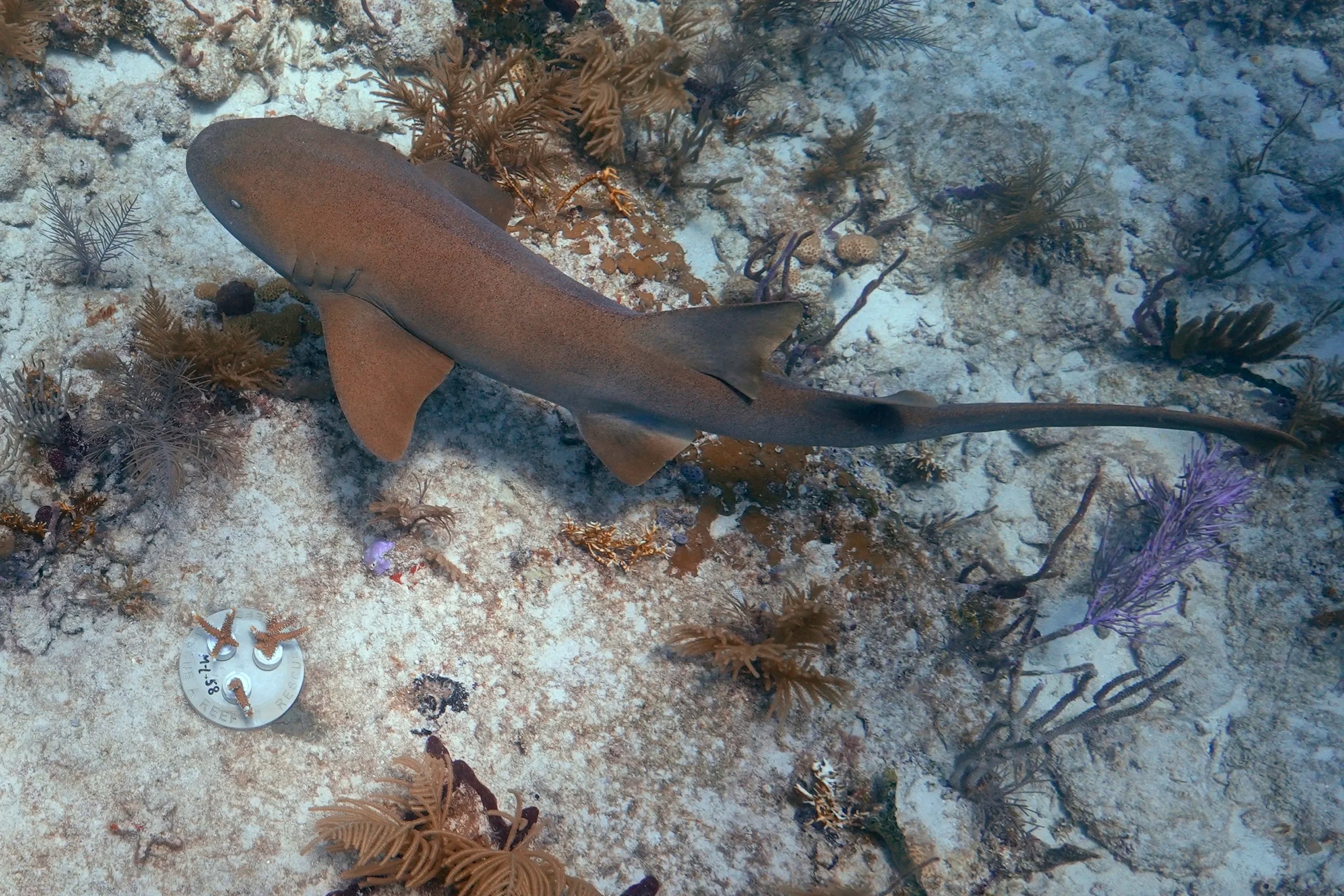 Florida divers who freed sharks caught by NOAA vessel ‘extremely grateful’ for Trump pardon