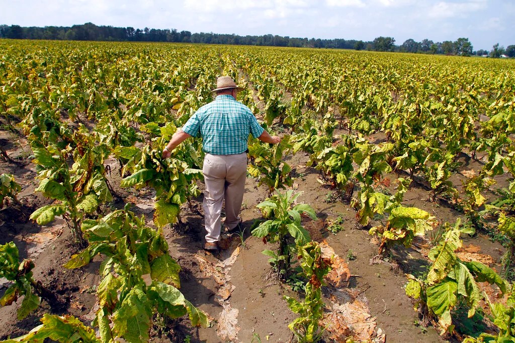 Keith Beavers examines his tobacco crop in aftermath of Hurricane Irene in Mount Olive, N.C., Tuesday, Aug. 30, 2011. Far from the beach towns that took Hurricane Irene's first hit, the storm inflicted some of its worst damage on inland farms from North Carolina to New York as crops were pummeled by wind, scalded by salt spray and submerged by floodwaters. Some farmers are reporting total losses. (AP Photo/Jim R. Bounds)