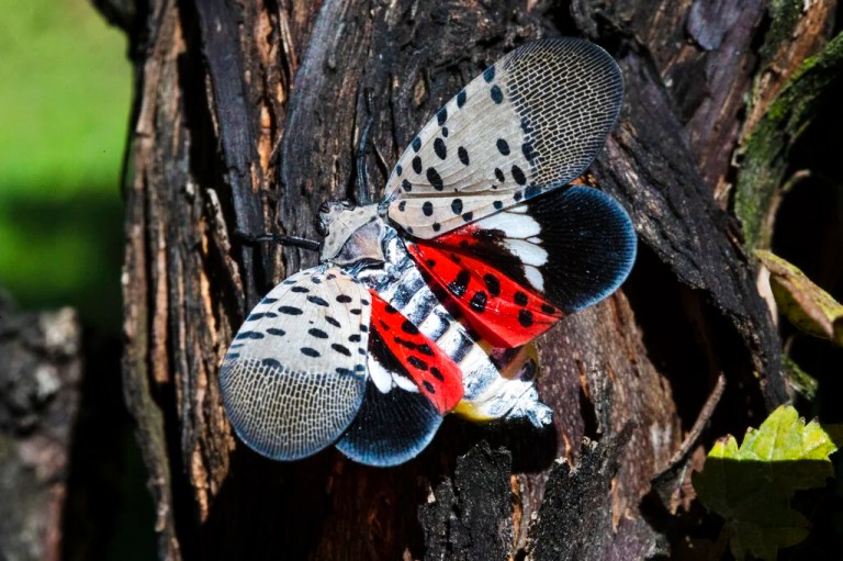 FILE - This Sept. 19, 2019, file photo, shows a spotted lanternfly at a vineyard in Kutztown, Pa. Pennsylvania has started using insecticide on spotted lanternflies, a new strategy that state officials are using in an attempt to slow the spread of the invasive pest. Crews using backpack sprayers and truck-mounted spray equipment are spraying the bugs along railways, interstates and other transportation rights-of-way, the state Agriculture Department said Friday, May 28, 2021. (AP Photo/Matt Rourke, File)