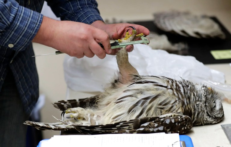Wildlife technician Jordan Hazan records data from a male barred owl he shot earlier in the night, Oct. 24, 2018, inside a lab in Corvallis, Oregon.