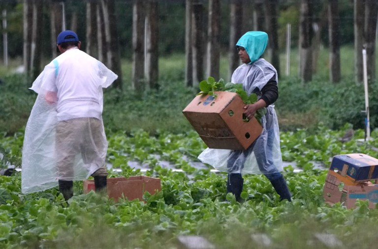 Farmworkers work in a field Monday, Jan. 20, 2025, in Homestead, Florida.