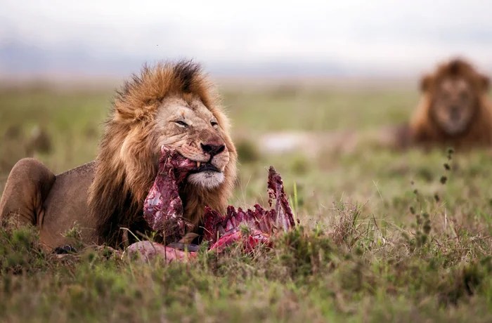 The circle of Long Life