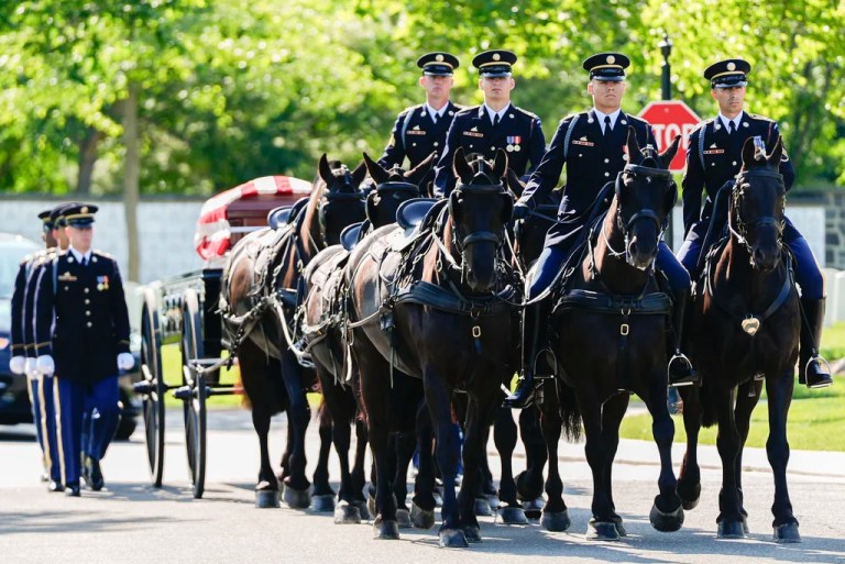 Army to put ceremonial horses up for adoption as part of budget cuts