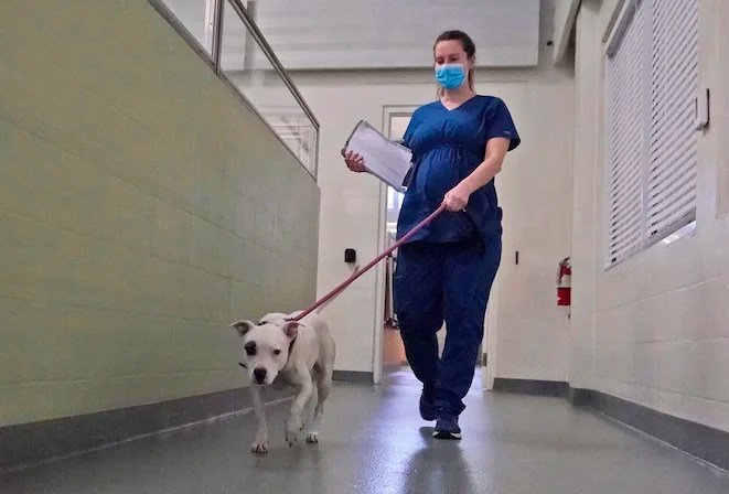 Vet tech Kelly Peterson leads a dog named “Felony” to a holding area at the Humane Society of Broward County, Tuesday, April 20, 2021, in Fort Lauderdale, Florida. The Humane Society of Broward County and Greater Good Charities, with Boehringer Ingelheim Animal Health and The Animal Rescue Site, transported 39 shelter dogs from Louisiana, where they are at risk of euthanasia, to new homes on the East Coast.