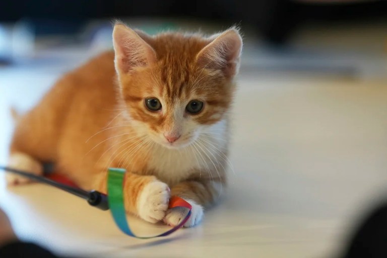 NIH defends use of ‘deadly’ experiments on cats