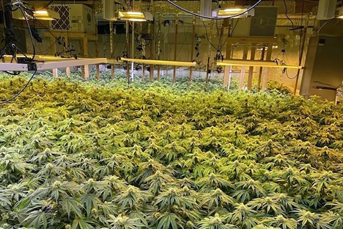 This image provided by the Somerset County, Maine, Sheriff’s Office, shows a rural home that was converted into a sophisticated marijuana grow operation on May 17, 2024, in Norridgewock, Maine. A Maine utility wants to assist investigators by proactively providing electrical usage data to police.