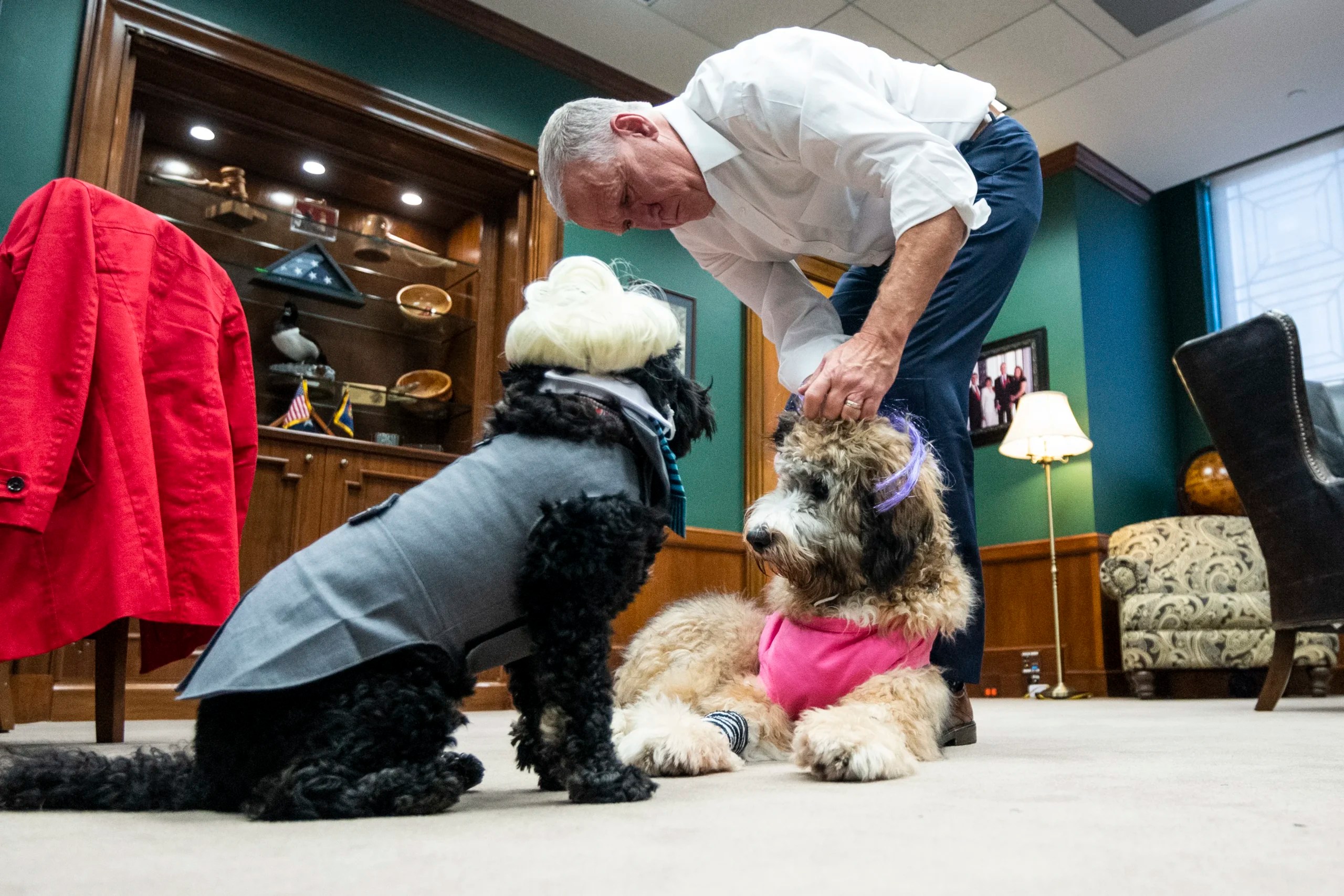 UNITED STATES - OCTOBER 27: Sen. Thom Tillis, R-N.C., gets his dogs Mitch, dressed as Senate Minority Leader Mitch McConnell, R-Ky., and Theo, dressed as Sen. Kyrsten Sinema, D-Ariz., ready in his office for Tillis' annual Bipawtisan Halloween Dog Parade in the Hart Senate Office Building on Wednesday, Oct. 27, 2021.