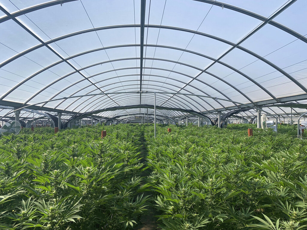 California’s marijuana market: From high hopes to ‘complete failure’