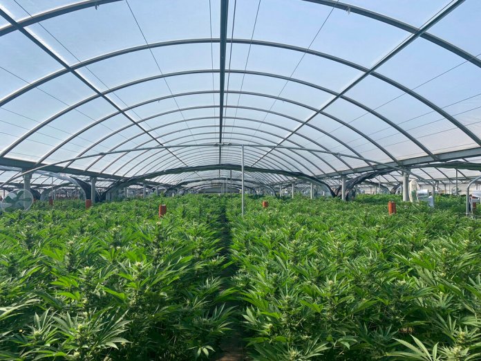 This photo released by the Riverside Police Department shows an illegal marijuana farm on April 18, 2019, in Riverside, California.