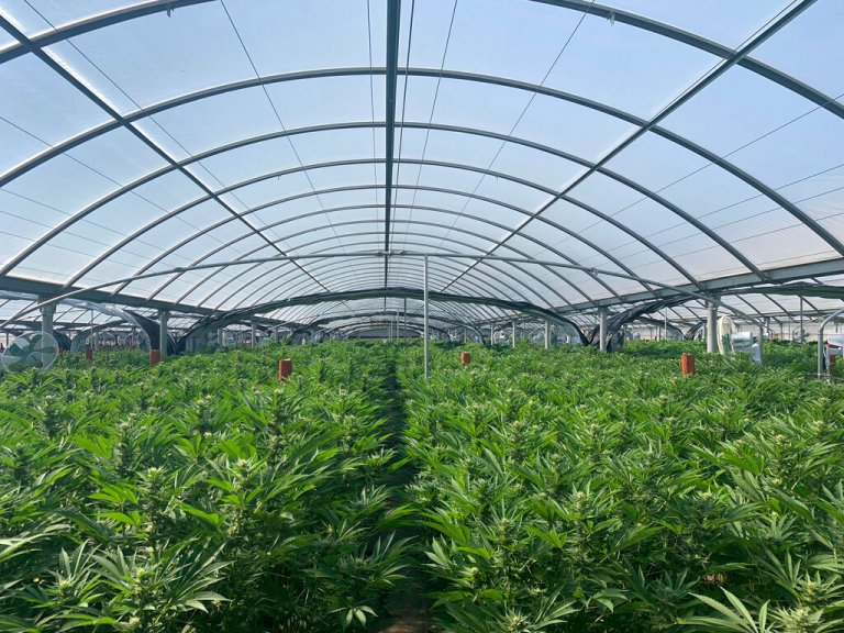 This photo released by the Riverside Police Department shows an illegal marijuana farm on April 18, 2019, in Riverside, California.