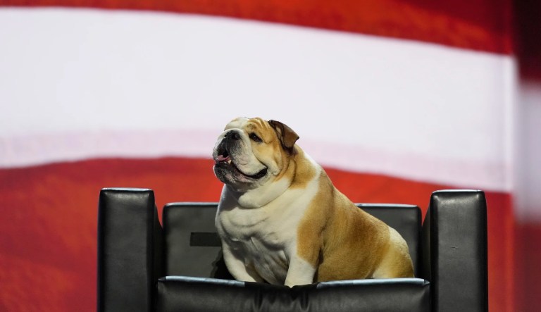 West Virginia Gov. Jim Justice's dog, 