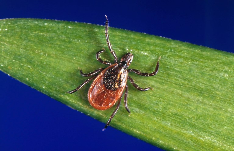 Timberlake Lyme disease diagnosis highlights growing public health threat