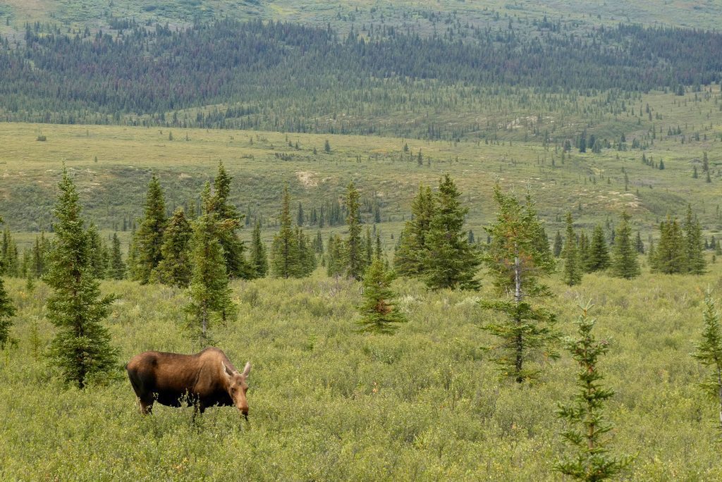 Alaska and Permitting Council partner to fast-track energy projects