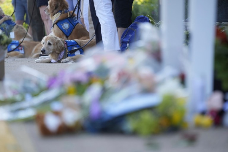 Comfort Dogs with the Lutheran church charities comfort dog ministry sit by a makeshift memorial near the Annunciation Catholic Church after Wednesday's school shooting, Thursday, Aug. 28, 2025, in Minneapolis.