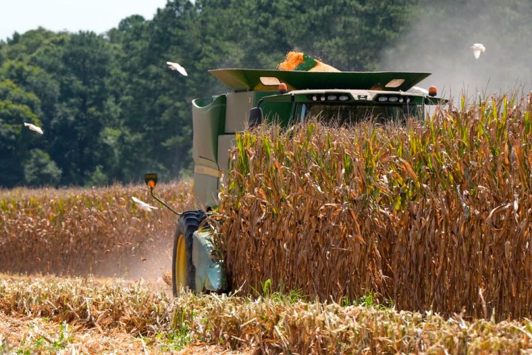 A farmer harvests seed corn in temperatures over 100 degree Fahrenheit Tuesday, July 29, 2025 near Albany, Georgia.