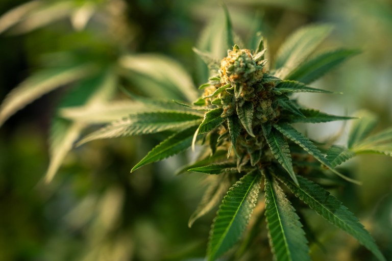 Rescheduling marijuana is bad for public health and is a political loser