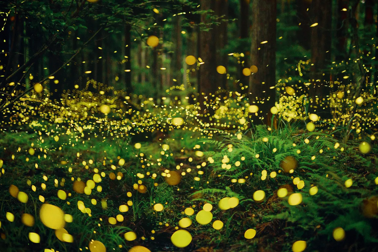 Fireflies in summer