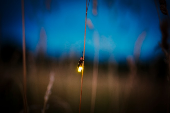 Firefly blurred flying at dusk while lighting up