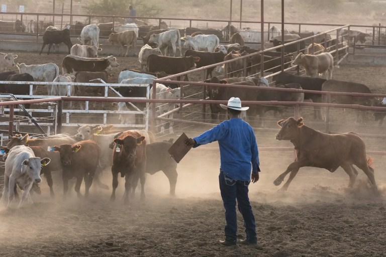 A ranch hand sorts calves at a ranch that supplies livestock for export to the United States in Zamora, northern Mexico, Tuesday, July 29, 2025, as the U.S. border remains closed to Mexican cattle imports over screwworm concerns.