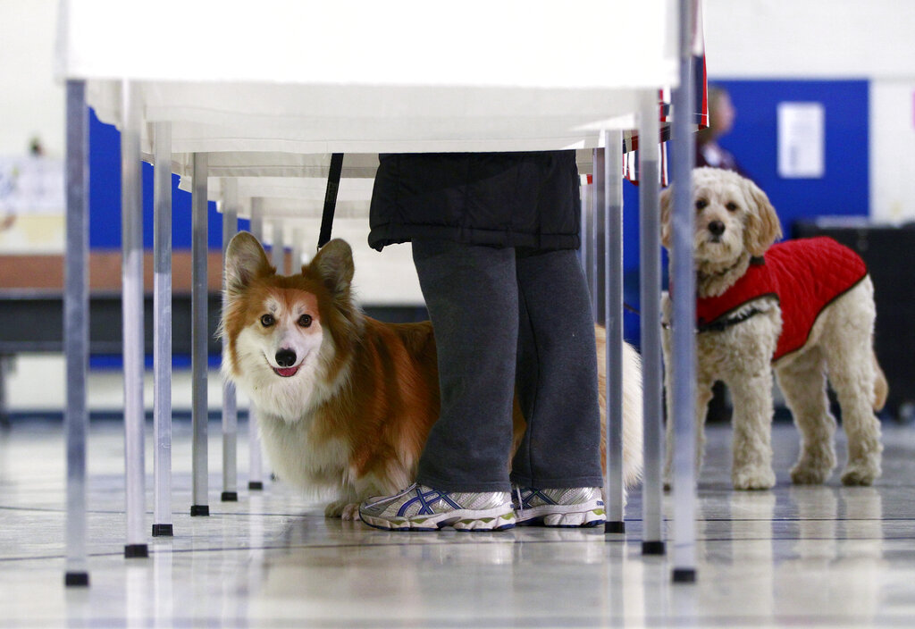 A dog’s vote was counted in California election. Its owner now faces jail time