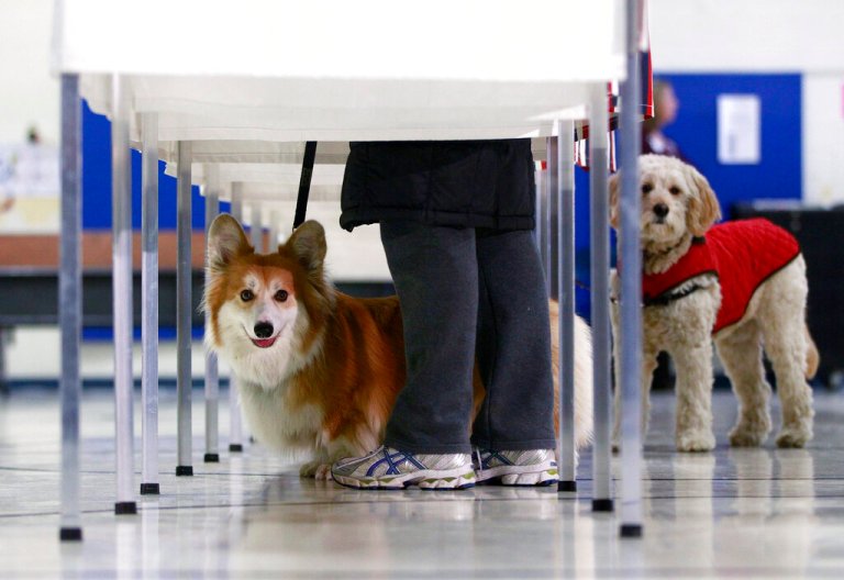 Voters bring their dogs as they vote on primary election day at a polling station.