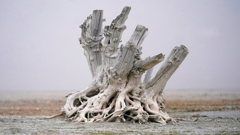A lone dead tree stump stands as dust blows along the receding edge of the Great Salt Lake.