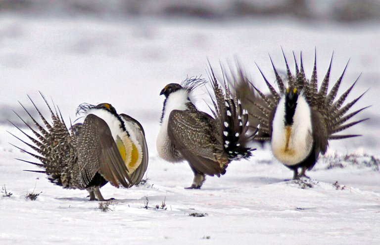A male greater sage-grouse performs mating rituals for a female grouse on a lake outside Walden, Colorado.